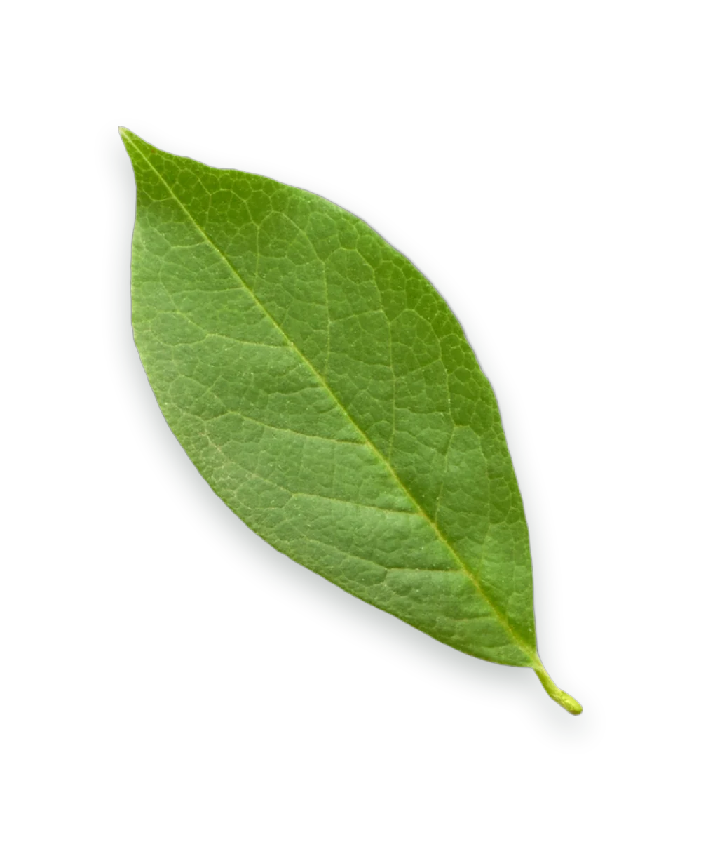 A fresh bay laurel leaf