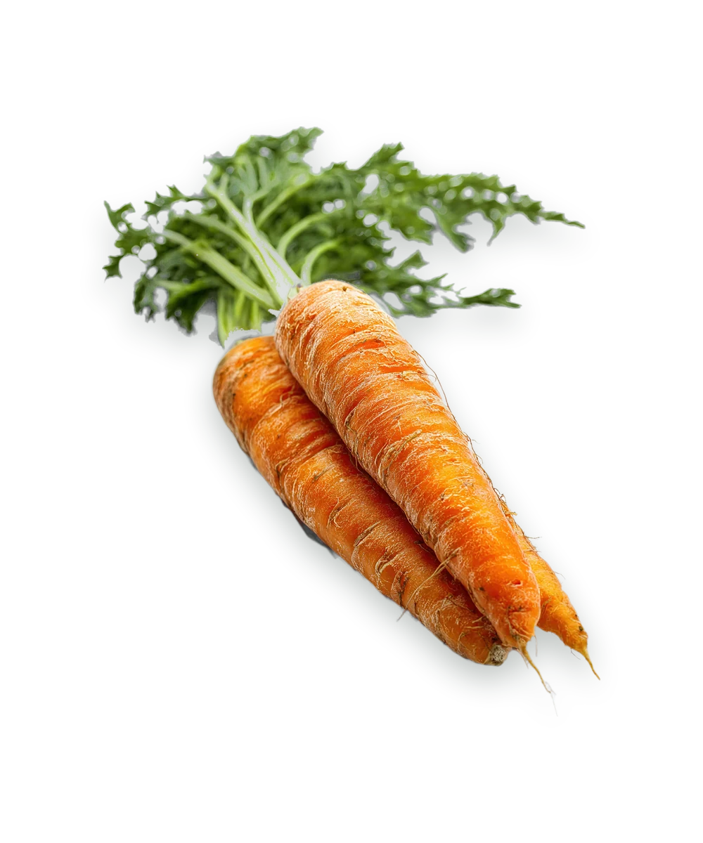 Carrots with their leafy green tops