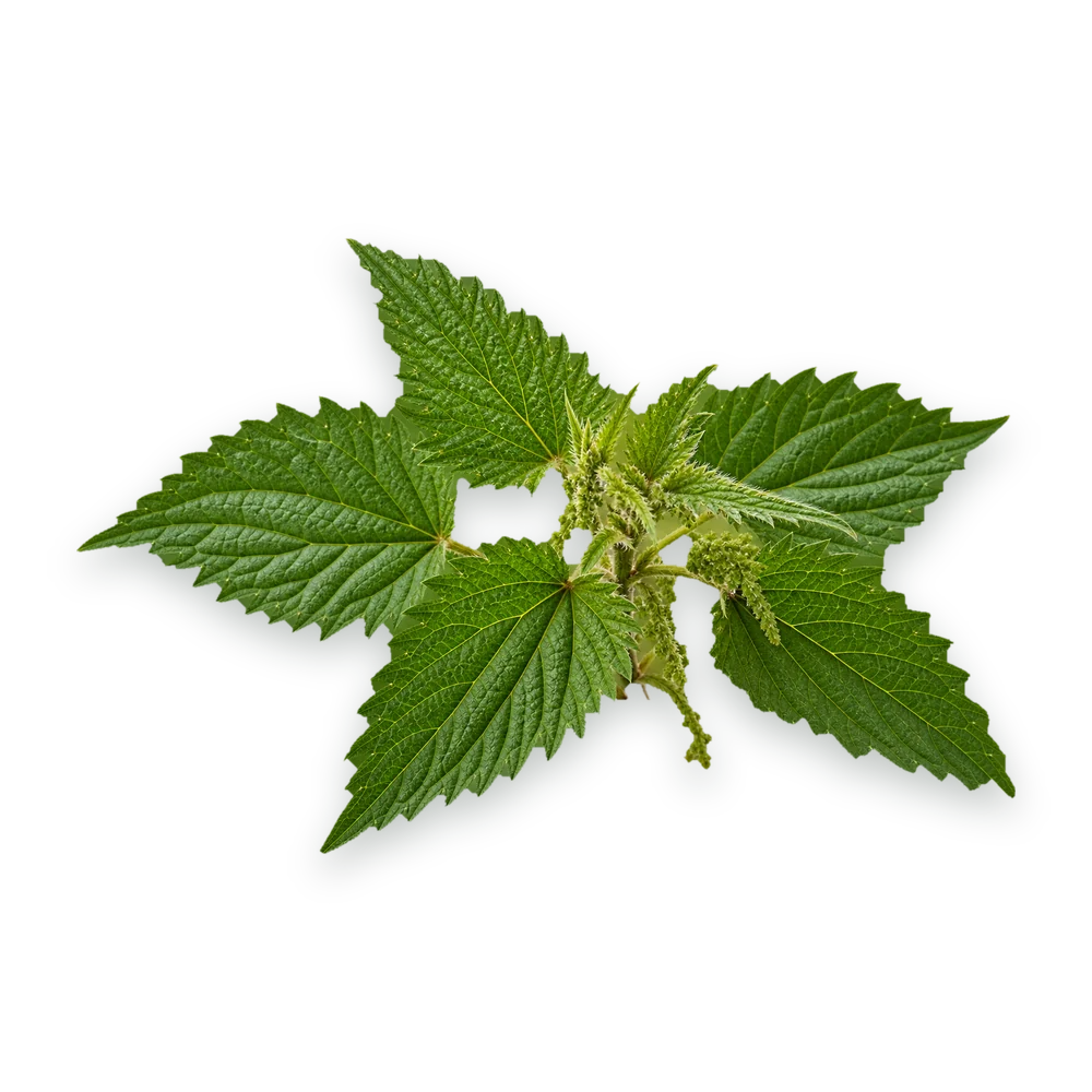 Stinging nettle leaves on a stem