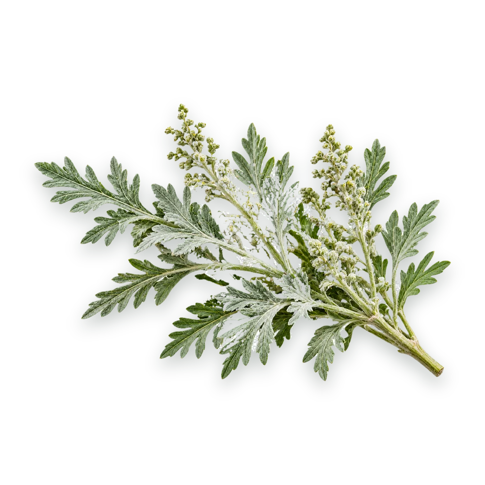 A silvery sprig of white wormwood