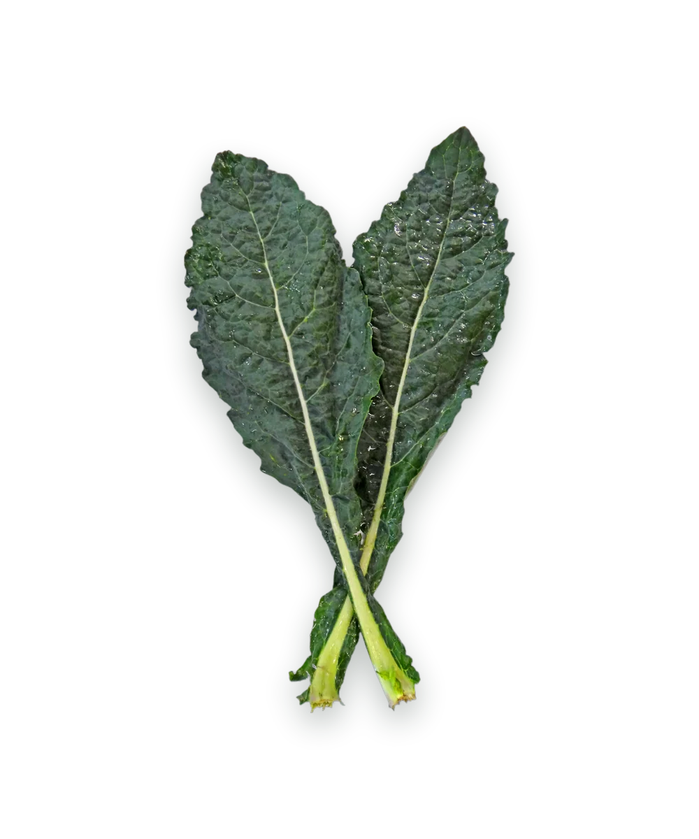 Two leaves of dark lacinato kale